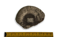 F 01980
<br/>
<br/>
<em></em>